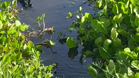 Big Alligator Bellowing