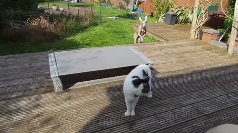 Weimaraner and cat playing in the sunshine.