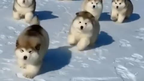 Cute baby dogs playing in ice 🍦🍨🍨