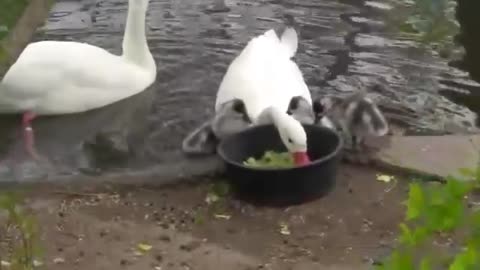 Family of Coscoroba Swans Eating Greens From Pan