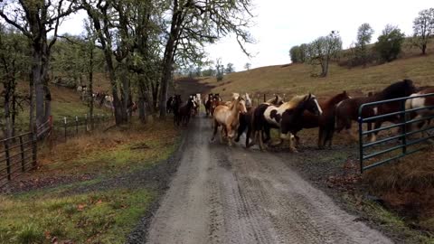 110 rescued horses running to pasture