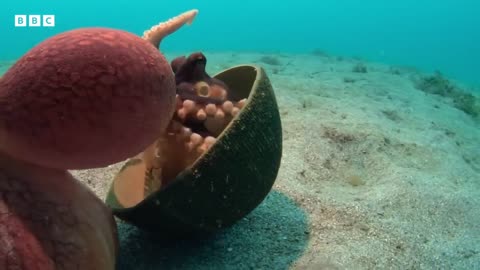 How many Brains does Octopus have? | Spy in the Ocean | Mysterious Wildlife