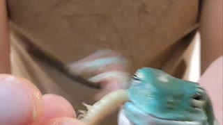 Feeding Dumpy a Freshly Molted Superworm