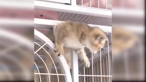 Baby cats cute and funny cat videos complication #72 Aww, Maahi.**