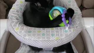 Cat Playing in Baby Chair