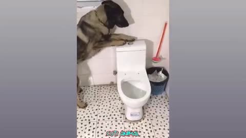 Dog cleaning the toilet funny moment