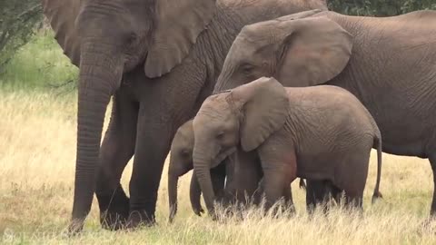 "Adorable Baby Elephant's Heartwarming Moments: A Bundle of Cuteness!"