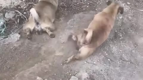 Funny Animal video