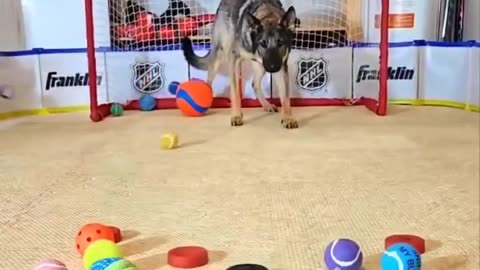 Formidable goalkeeping Dog?