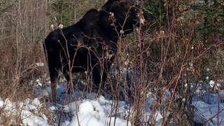 Close Encounter With a Bull Moose