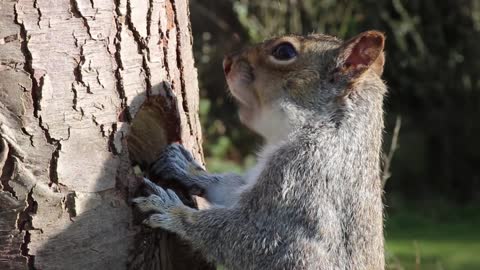 Squirrel Eating From Tree Trunk