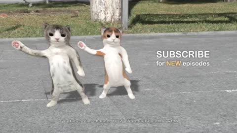 cute little cats amyzing and funny dance