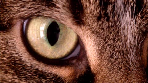 Look at the beauty of the cat's eye closely