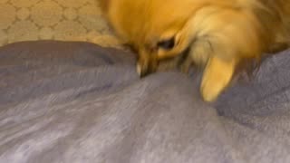 Molly the Pomeranian scratching the surface