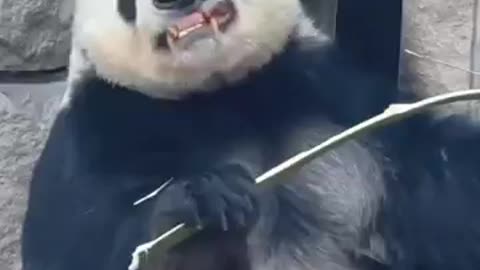 how cute pandas eating bamboo
