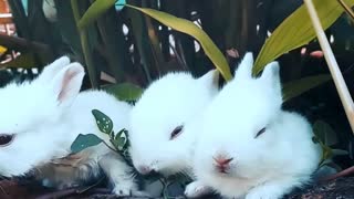 Rabbit lovely best moments