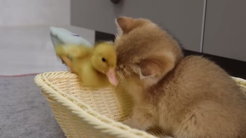 The daily life of kittens and ducklings is very warm