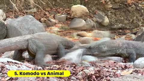 Komodo attacks and devours 6 of its prey brutally.