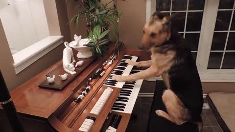 Dog Hits The Piano Keys And Performs An Awesome Trick