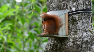 cute red squirrel nature.