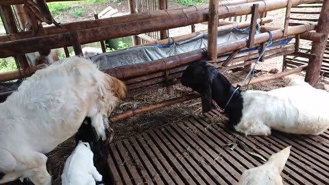 Goat farming in Japan is widely used by people here