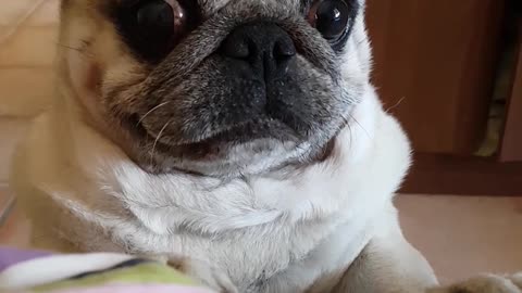 Pug wants to be on the bed