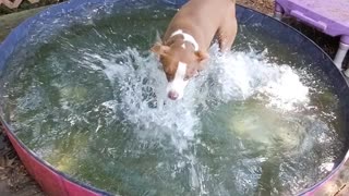 Splish Splash Fun for Pups
