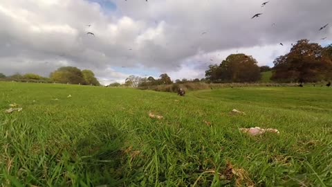 360° Red Kite Bird Feeding Frenzy 4k _ BBC Earth Unplugged