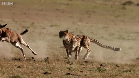 Cheetah chases wildebeest | The Hunt