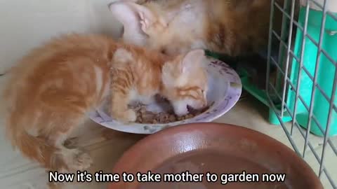 Mother Cat Has Adopted Orphan Kitten Now Kitten Is Beating Her Kittens