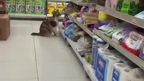 Sneaky cat steals food from mini-mart shelf in daring heist