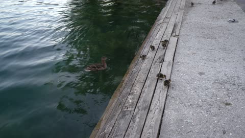 Ducks on Lake Bled Slovenia