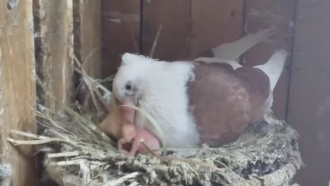 Unconditional Love: Mother Pigeon Nourishes Her Precious Chicks with Tender Care