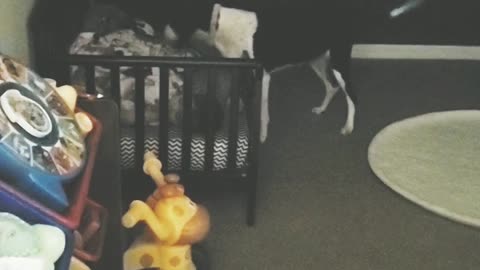 Dog checks on child before bed