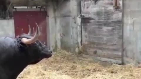 angry bull, bull attacks, beautiful bull