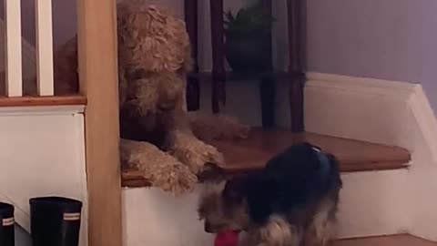 Tiny doggy steals his big brother's toy