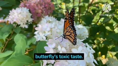 Video For Kids 3/10_Amazing_Animals_From_America_Monarch butterfly 🦋 🌍