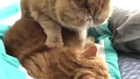 Cat Gives Feline Best Friend Adorable Relaxing Massage