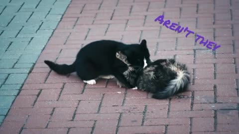 Funny cats plying compilation for laugh
