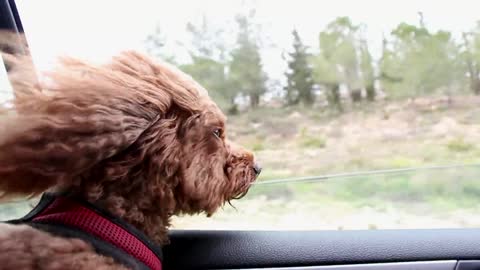 dog in car 0