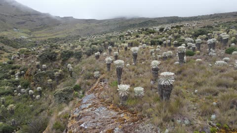 Paramo de Oceta, Colombia by Drone