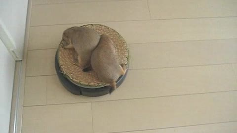 Prairie dogs riding a Roomba is too cute to handle!