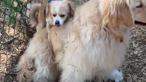 Funny dog video part 1. #subscribe#view. #shortvideo # funnyvideo