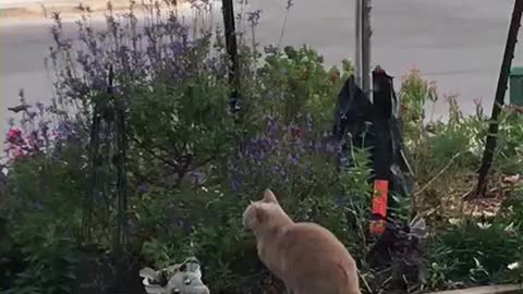 Fireball the cat chasing a hummingbird.