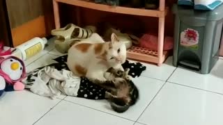 Daddy Cat Can’t Keep Up With The Playful Behavior Of Its Son