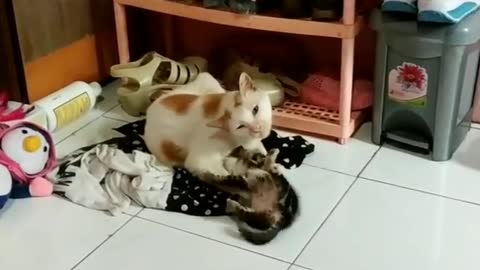 Daddy Cat Can’t Keep Up With The Playful Behavior Of Its Son