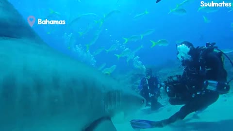 Wild Shark Recognizes Human Best Friend After They Were Separated For A Year | The Dodo Soulmates