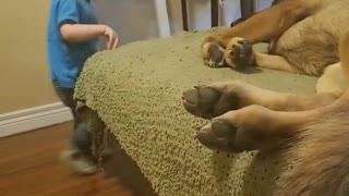 Cute Toddler Tries to Kiss German Shepherd