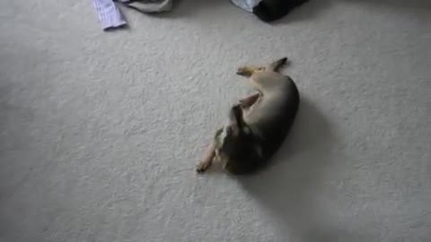 Chihuahua Obedience Training