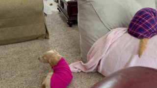 Golden doodles Playing